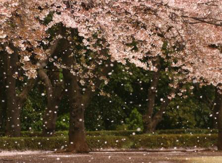 散り桜