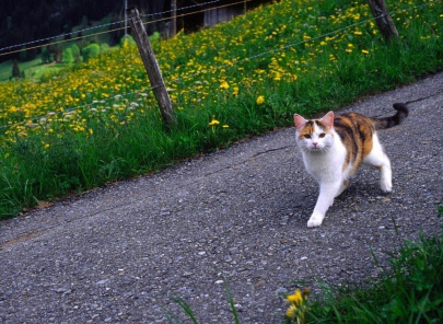 ねこ