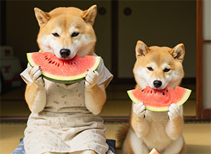 柴犬パピー小太郎の田舎暮らし